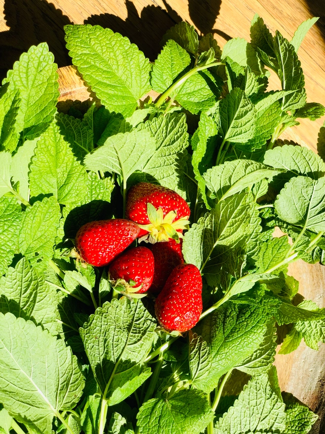 Drink „Melissa and Strawberry” – 1 liter 5 Drink „Melissa and Strawberry” – 1 liter 5